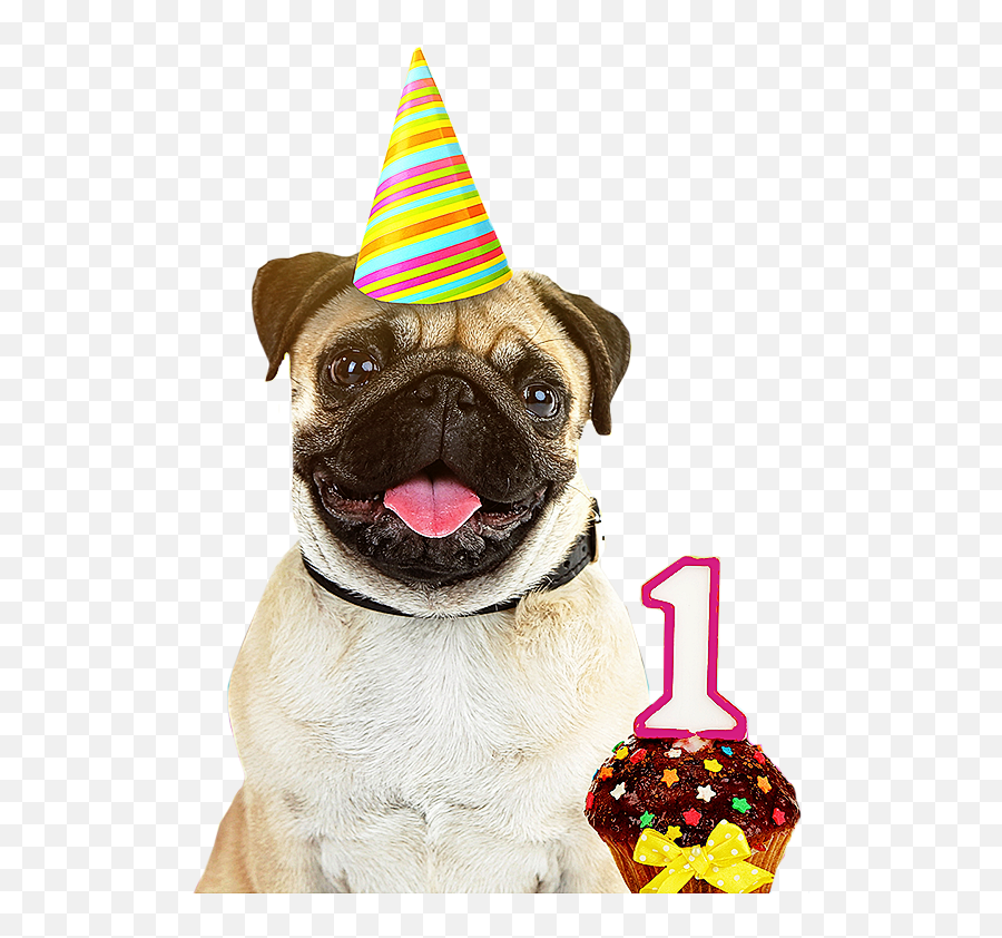 Pug Birthday Png U0026 Free Pug Birthdaypng Transparent Images - Happy Birthday Pug Png Emoji,Pug Emoji Android