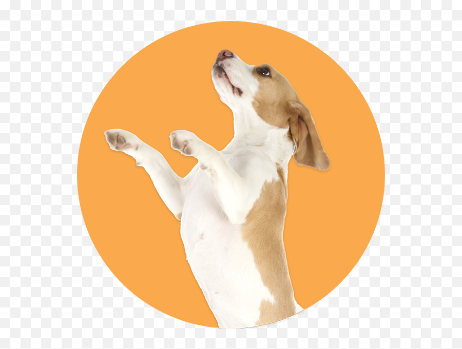 Dog Training U0026 Boarding Riverview Brandon Fl Canine Cabana - Beagle Emoji,Dog Ear Emotions\