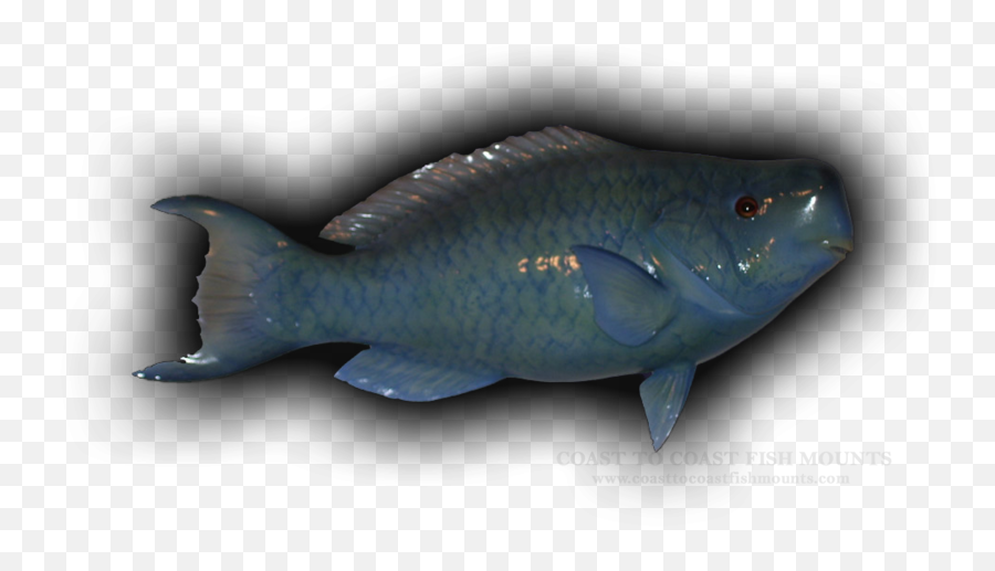 Blue Parrot Fish Fish Mounts U0026 Replicas By Coast - Tocoast Pomacentridae Emoji,Fish Emotions