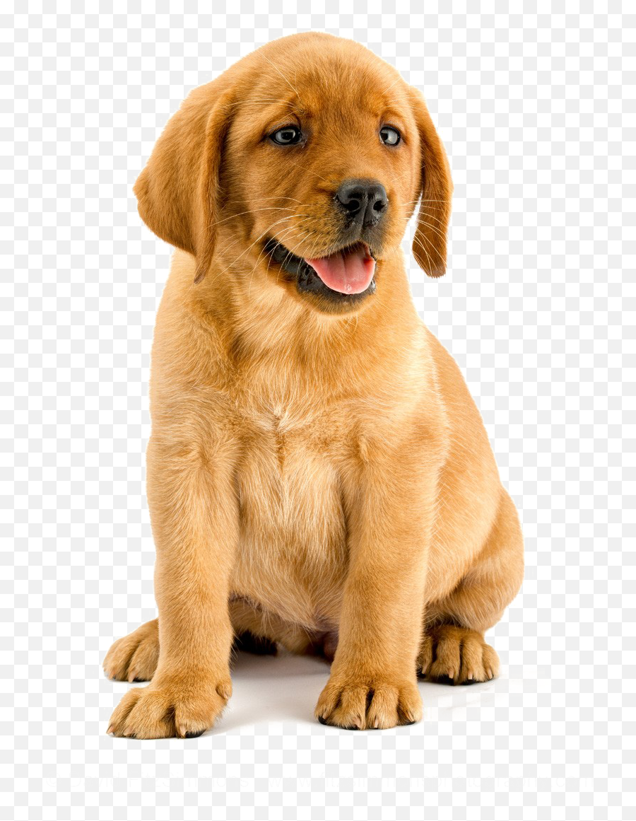 Labrador Transparent Background Png - Labrador Transparent Background Emoji,Labrador Retriever Happy Birthday Emoticon