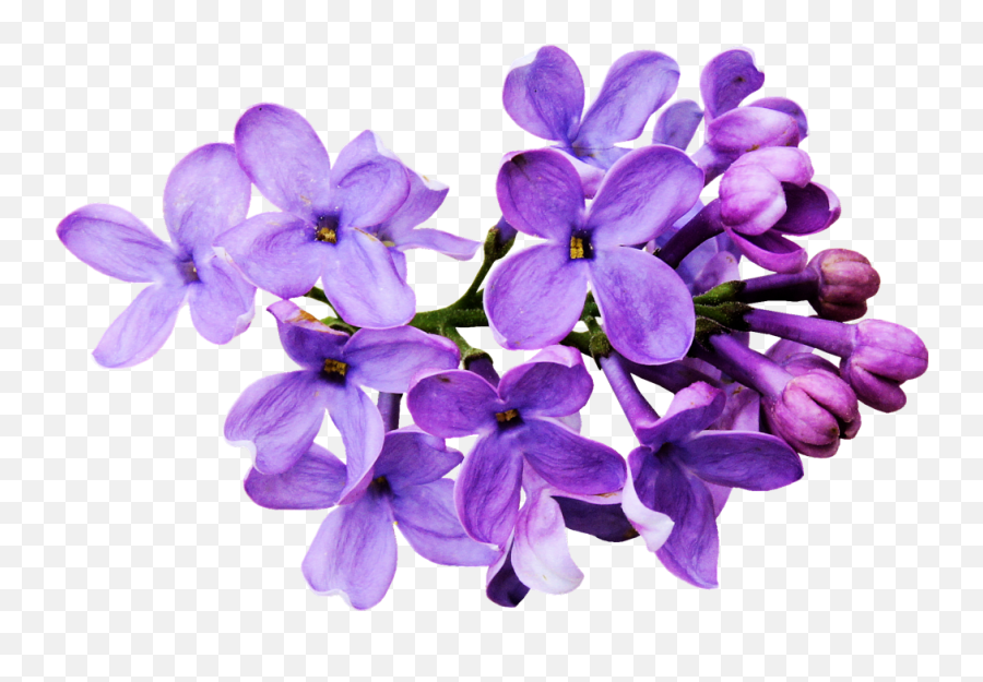 Flores Moradas Png - Flores Moradas Png Purple Flower Png Transparent Lilac Flower Png Emoji,Violet Flower Emoji