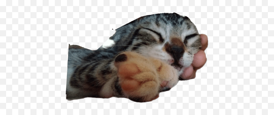 Mrmrcan Reyiz Emoji,Sleep Cat Emoticon