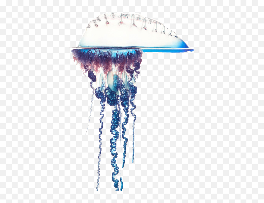 Best Blue Bottle Jellyfish Free Pictures Png - Portuguese Emoji,Downloadable Emoticons Jellyfish