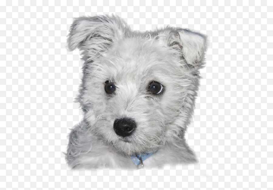 T - Transparent Background Throw Pillow Emoji,Westie Dog Emoticon