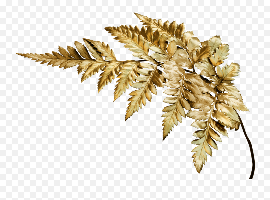 Fern Gold Goldplant Sticker By Madison - Eagle Fern Emoji,Fern Emoji