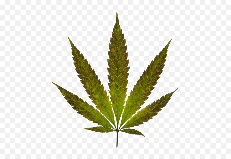 Weed Vancouver Archives - Cannabismedicaldictionarycom Cannabis Flag Emoji,Emotion Glide 98 Coleman Rebel Kayak