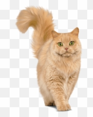 Cat Care Advice Perfect Fit Emoji,Facebook Cat Emotions