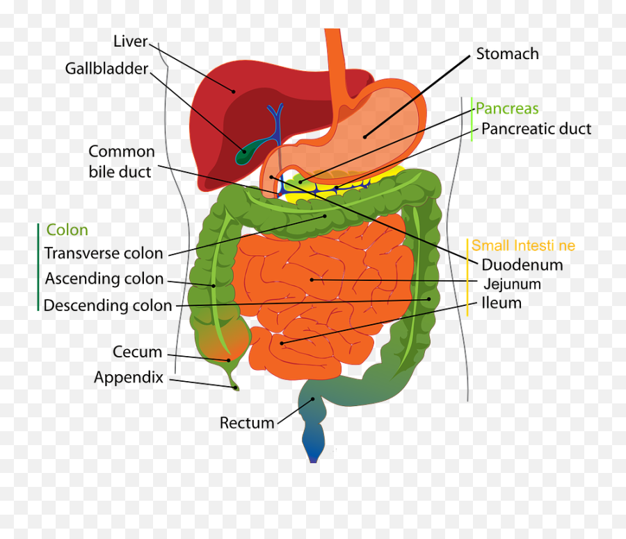 Gut Health - Simple Digestive System Emoji,Tooth Chart With Emotions And Organs Interrelated