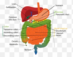 Gut Health - Simple Digestive System Emoji,Tooth Chart With Emotions And Organs Interrelated