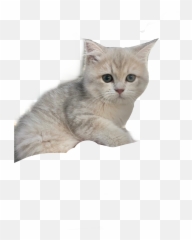 Largest Collection Of Free - Toedit Fur Stickers On Picsart Emoji,Furball Emoji