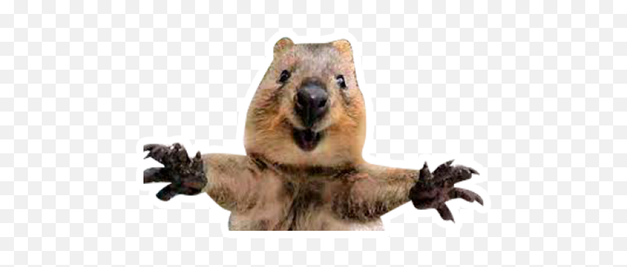 Sticker Maker - Quokkas Los Animales Más Felices Del Mundo Emoji,Emojis De Animalitos