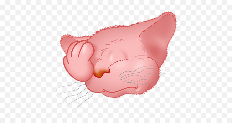 Pink Cat Emoji By Yann Le Roux,Samsung Galaxy S6 Cat Emojis Cat