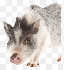 When To Say Those Final Goodbyes Your Petu0027s End Of Life - Kunekune Emoji,Facebook Cat Emotions