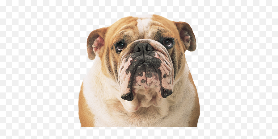 The Most Edited - Bulldog Png Emoji,English Bulldog Emoji