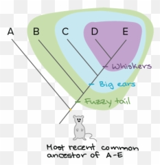 Building A Phylogenetic Tree - Ancestral Trait Vs Derived Trait Emoji,Expressing And Detecting Emotion Khan Academy