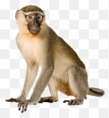 Hanging Monkey Png - Monkey Images Hd Png Emoji,Dancing Monkey Emoji