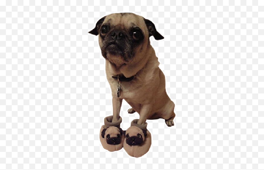 Idu Emoji - Pug With Pug Slippers,Pug Emojis