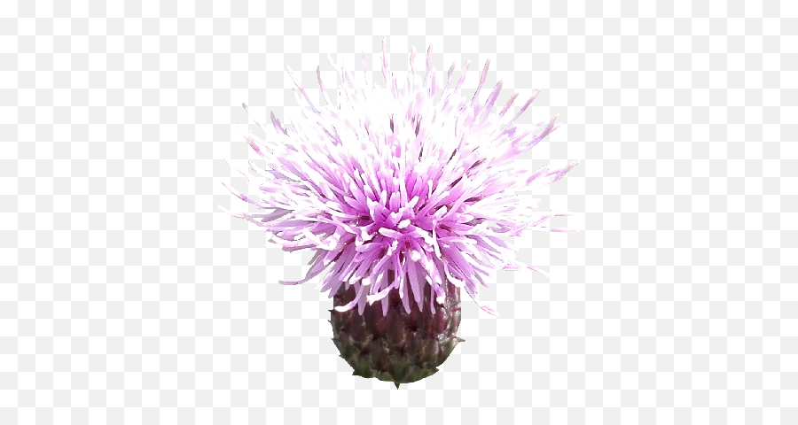 Milk Thistle - Milk Thistle Png Transparent Emoji,Thistle Emoji