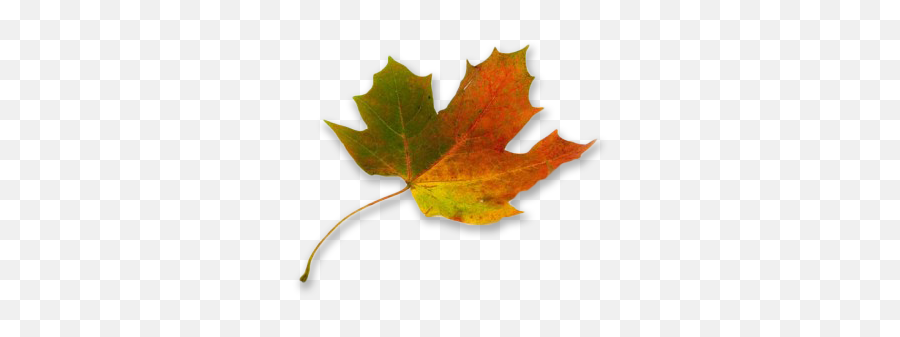 Sermon Archives - Folhas De Outono Gif Emoji,Little Yellow Maple Leaf Meaning In Emotions
