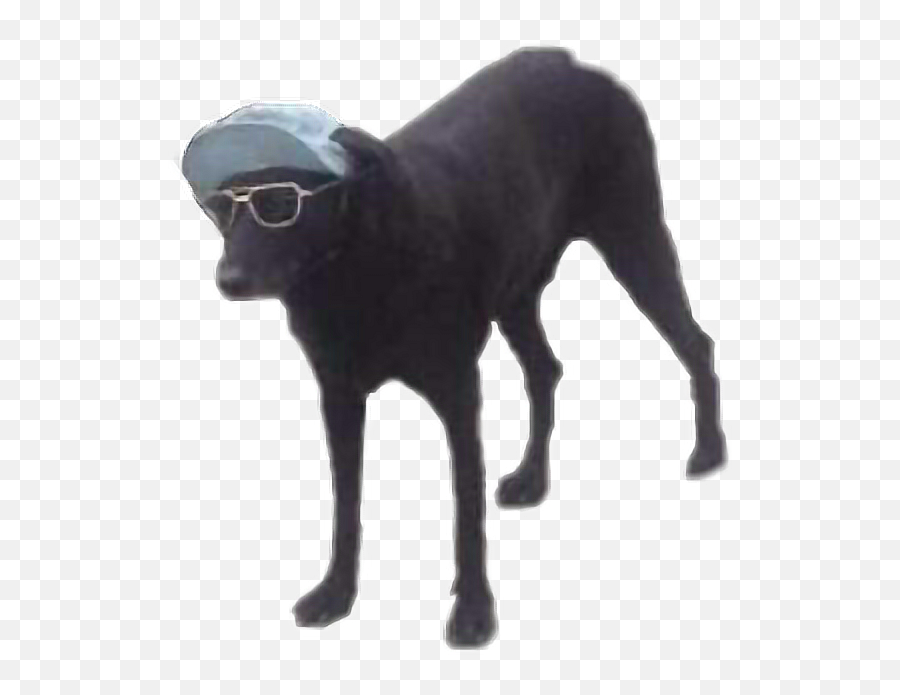 Dog Doggo Dogsunglasses Dog Meme - Tuesday Dog Meme Emoji,Dog With Glasses Emojis