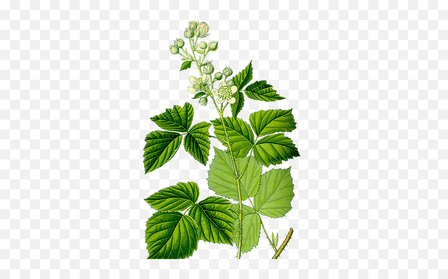 Buy Patchouli Essential Oil - Rubus Caesius Emoji,Patchouli And Emotions