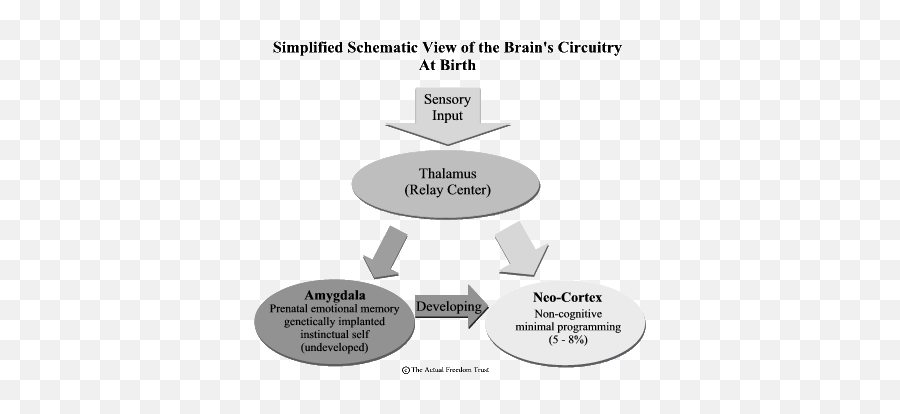 Schematics U2013 Our Animal Instincts In The Primitive Brain - Simplified Schematic View Of Brains Circuitry Emoji,Emotion Memory