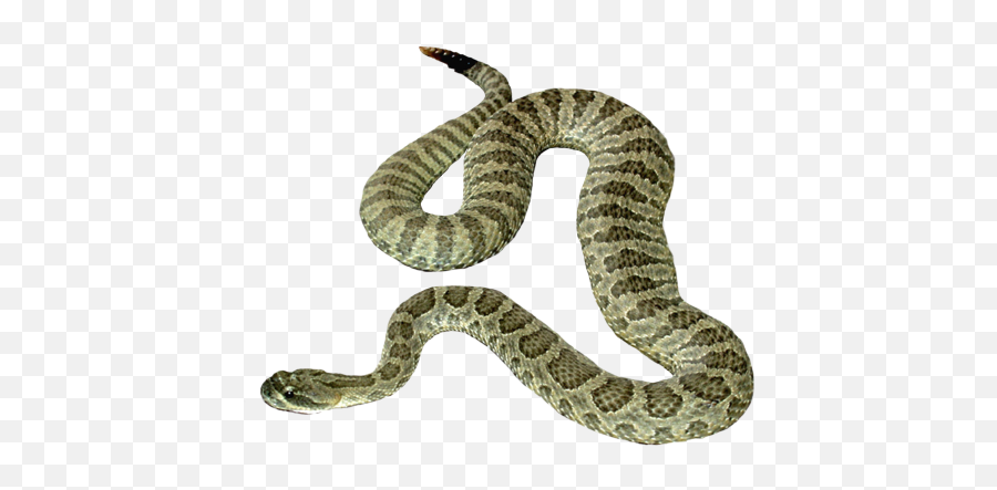 Snake Png Transparent Image - Serpent Png Emoji,Snake Pictures Emojis