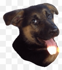 Dog Lucks Pussy Stickers Gfycat Emoji,Dogf Emoticons