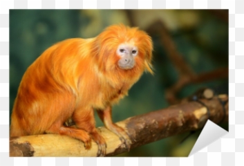 Sticker Golden Lion Tamarin Leontopithecus Rosalia - Pixersus Emoji,Orangatang Emoji