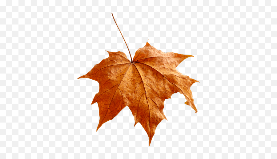 Pass The Plants - Plane Tree Family Emoji,Little Yellow Maple Leaf Meaning In Emotions