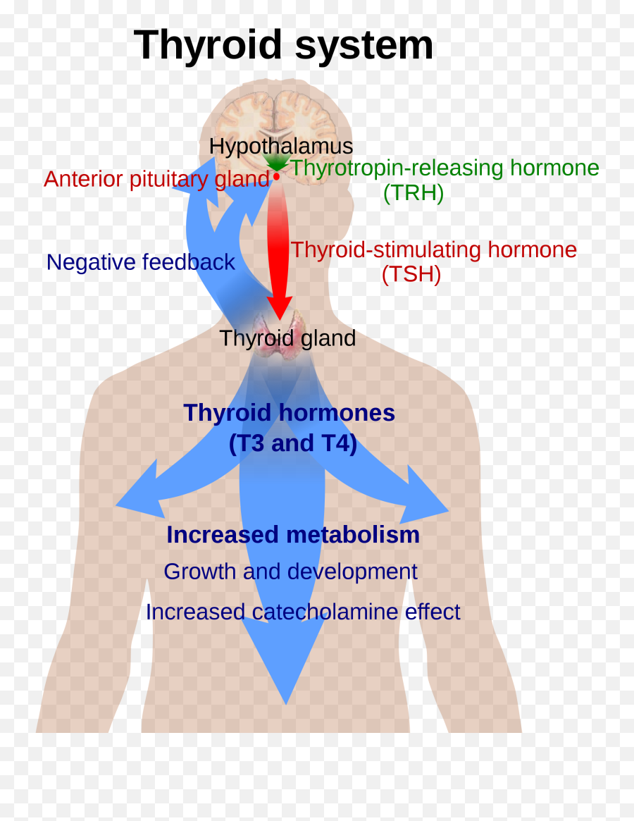 Hypothalamic - Pituitarythyroid Axis Leaders In Thyroiditis Cause Emoji,Mental Illness Resulting From Inexpression Of Emotions