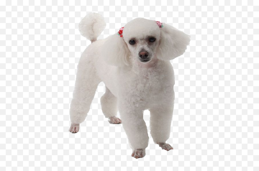 Poodle Png Transparent Images Png All - Dog Supply Emoji,Poodle Emoji