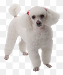 Poodle Png Transparent Images Png All - Dog Supply Emoji,Poodle Emoji