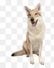 Banco De Imagens Grátis - Lindas Fotos Divertidas E De Pessoas Emoji,Imagens De Pets [emojis ...]