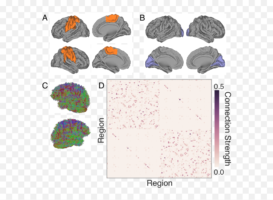 Structural Connectivity In Motor And - Brain Activity On Different Ages Emoji,