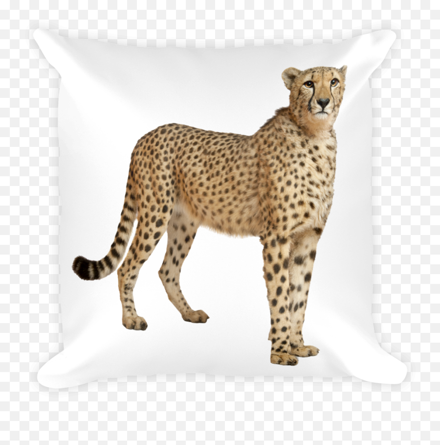 Cheetah - Endangeredanimalsco Emoji,Leopard Print Emoji