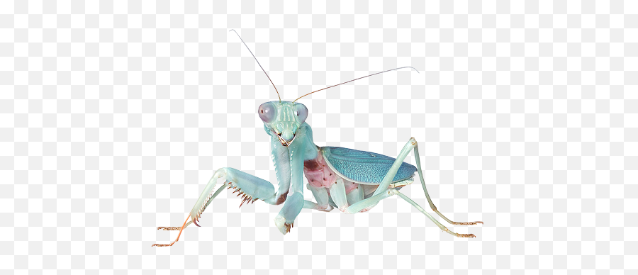 Mantis Tumblr Blue Animals Sticker - European Mantis Emoji,Mantis Emoji