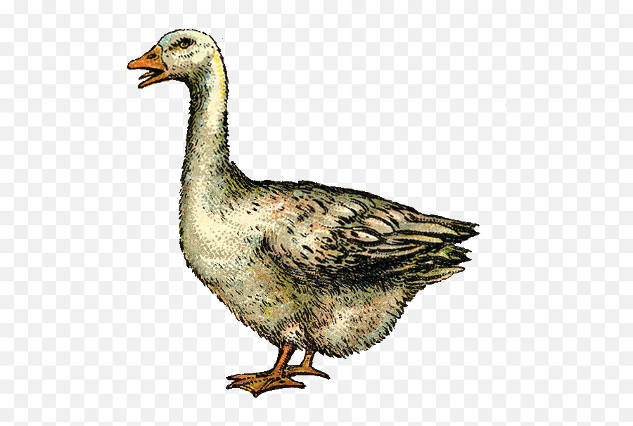 Fuck A Duck Stickers For Android Ios - Vintage Goose Emoji,Duck Emoji