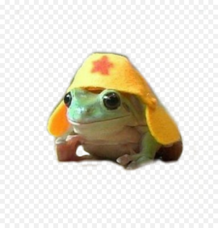 Phrog Frog Froggie Hat Cutehat Cute - Phrog With Hat Emoji,Frog Emoji Hat