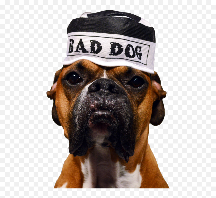 Bad Dog Png - Boxer Transparent Cartoon Jingfm Png Transparent Bad Dog Emoji,Bad Smell Emoji