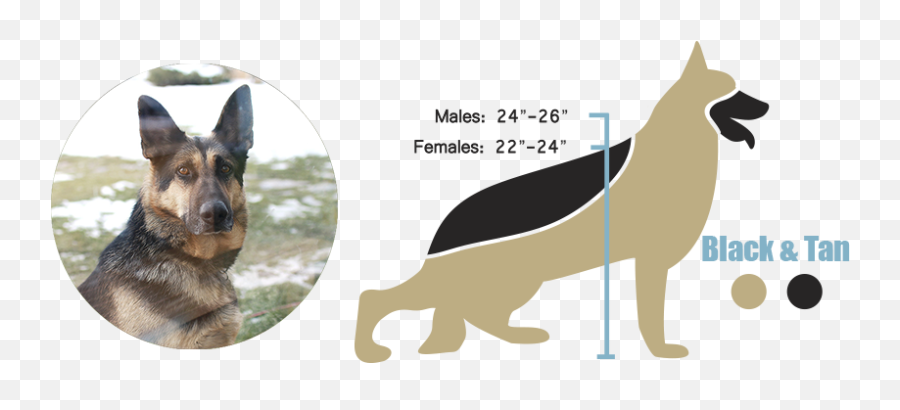 European Versus American German Shepherds - Showline German Shepherd Png Emoji,How To Tell German Shepherds Emotions By Their Ears