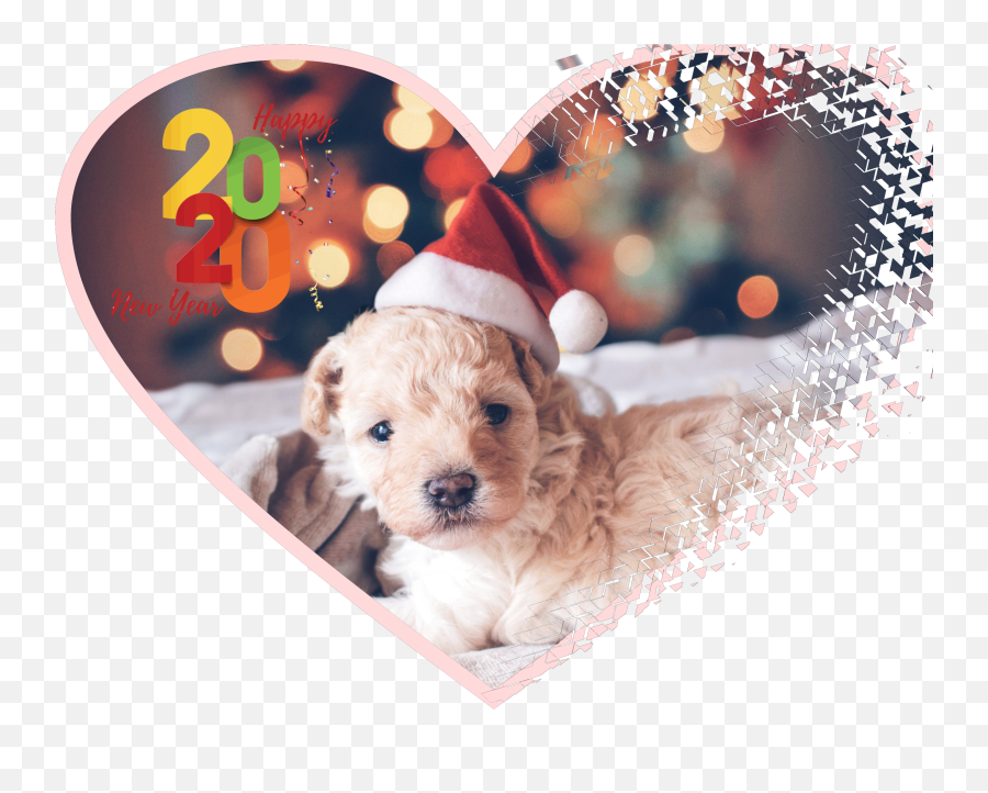 The Most Edited Festivepets Picsart - Kids And Pet Dog Holiday Emoji,Apple Poodle Emoji