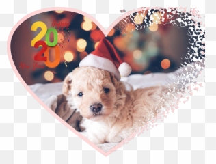 The Most Edited Festivepets Picsart - Kids And Pet Dog Holiday Emoji,Apple Poodle Emoji