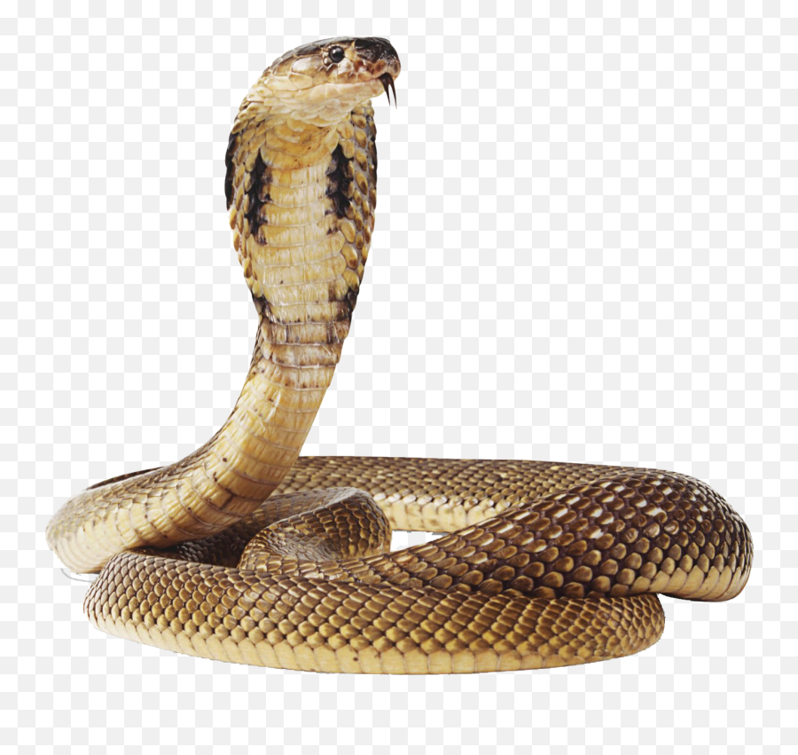 Cobra Png File - Transparent Background Snake Png Emoji,Snake Pictures Emojis