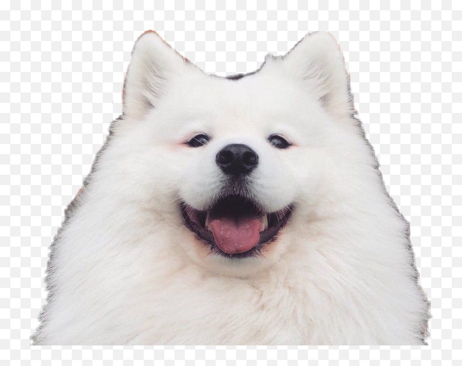 Mayapolarbear Sticker By Imjudy08 - Japanese Spitz Emoji,Eskimo Emoji