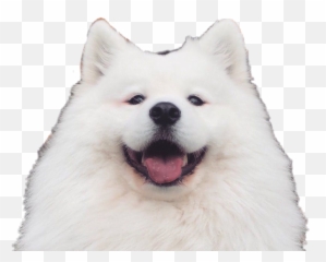 Mayapolarbear Sticker By Imjudy08 - Japanese Spitz Emoji,Eskimo Emoji