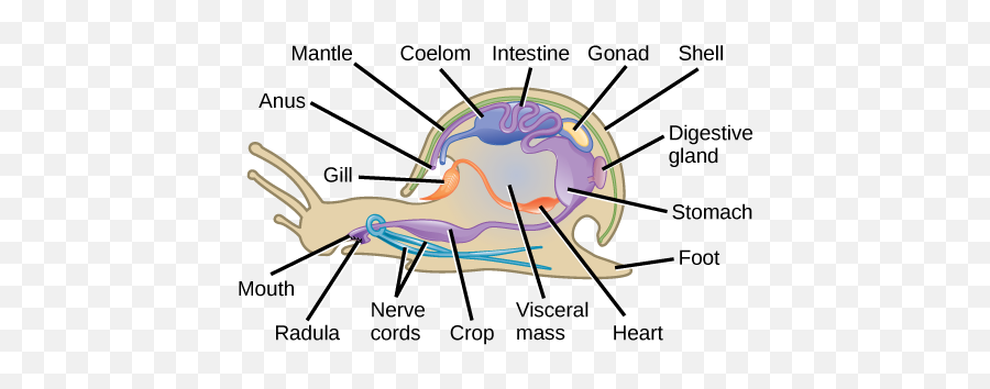 Phylum Mollusca Biology For Majors Ii Emoji,Snail Emotion Pictures