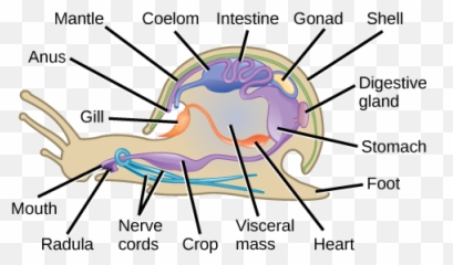 Phylum Mollusca Biology For Majors Ii Emoji,Snail Emotion Pictures