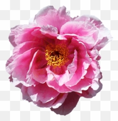 Letu0027s Give Each Other Flowers - Page 11 U2014 King Community Emoji,Squirrel Emoji With Flower Crown
