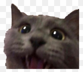 Happy Exited Cat Love 312439938026211 By 1feelattacked Emoji,Discord Petting Rat Emoji